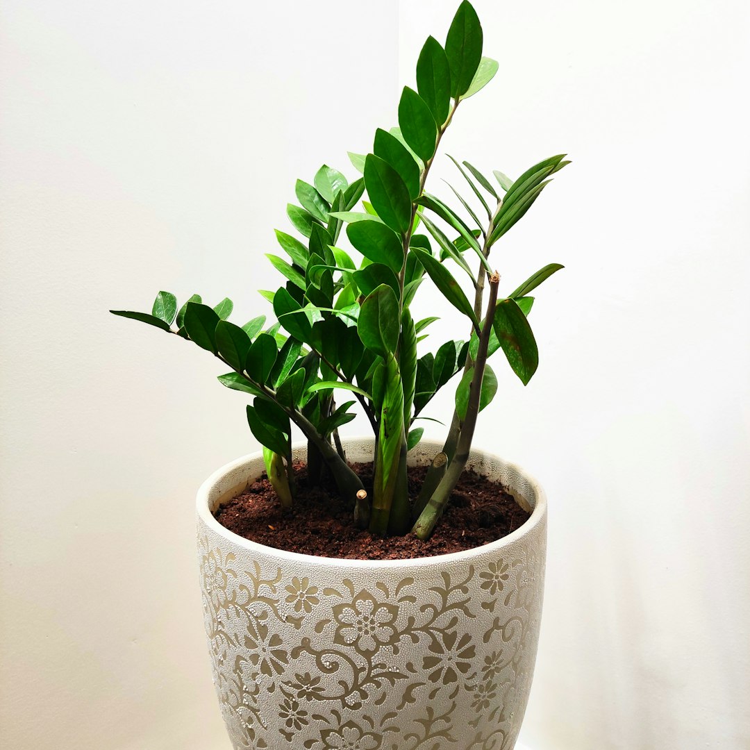 Indoor Plant